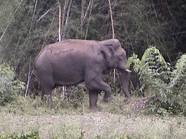 Asiatic Elephant in Nagarahole