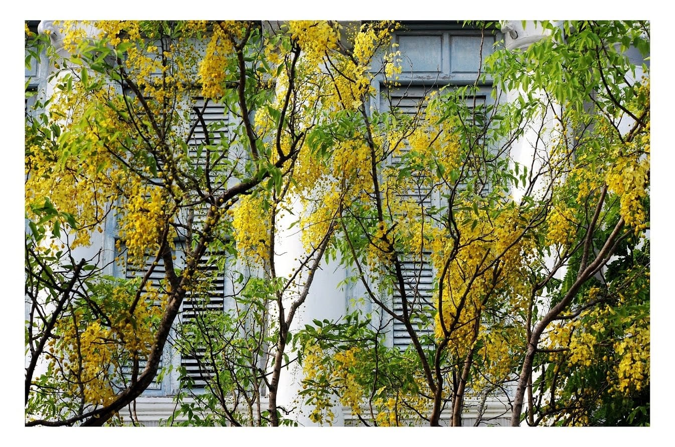 The Golden Shower Tree (Cassia fistula) or Amaltas is symbolic of Vishu