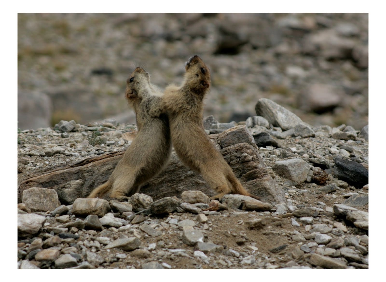 Marmot pups engage in some well-earned rough and tumble