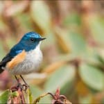 Himalayan Bluetail, a bird of startling beauty