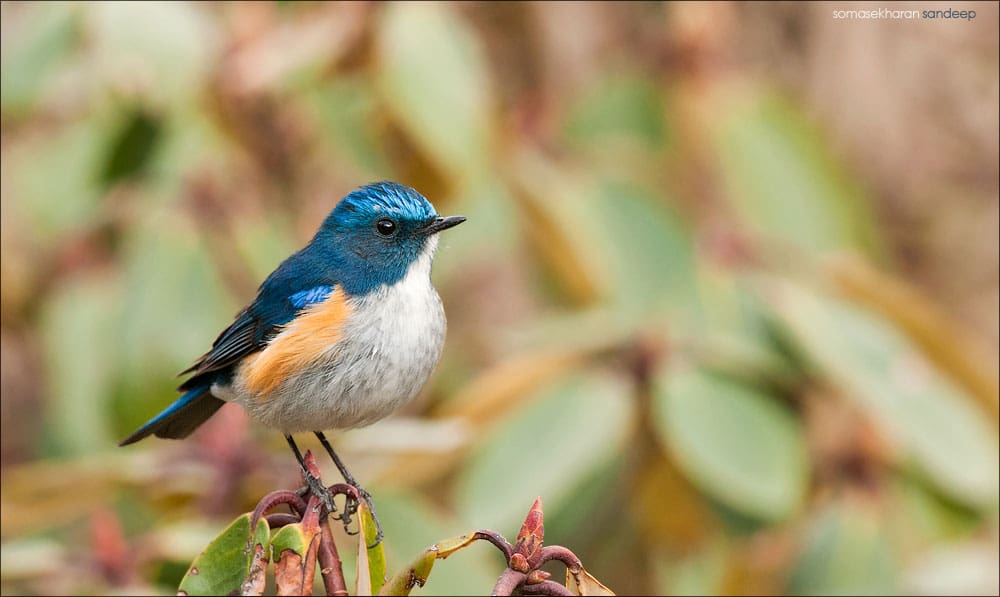 Himalayan Bluetail, a bird of startling beauty