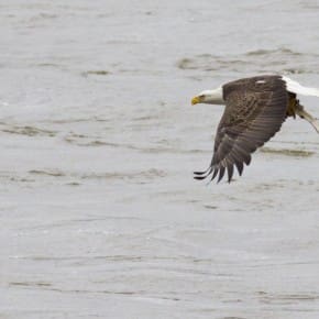 A Bald Eagle flies low over the water in search of fish