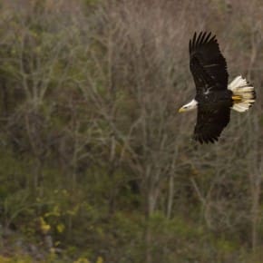 A Bald Eagle soars over the parking lot near the Conowingo Dam in Maryland