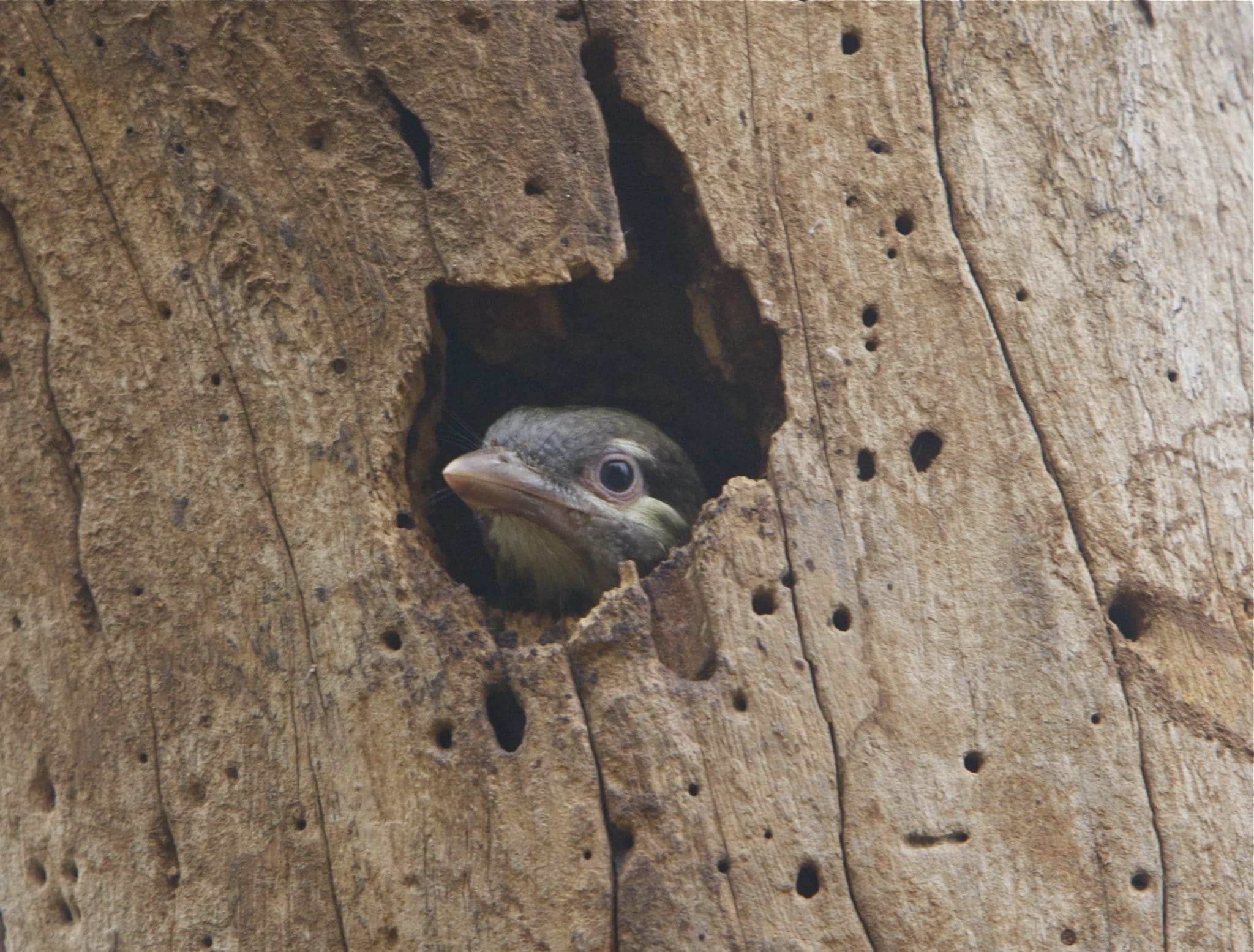 A young White Cheeked Barbet, through the window of opportunity
