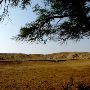 The Khejri tree is a leitmotif of this desert