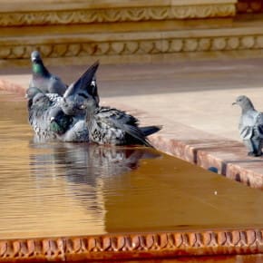 Feral Pigeons enjoy a splash. I looked eagerly for the Yellow-eyed Pigeon