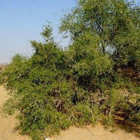 The Jaal Tree (Salvadora oleiodes), one of the principal shade-givers of the dry, arid desert