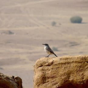 An Isabelline Wheatear against the dramatic desert landscape