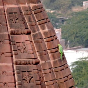A Rose-ringed Parakeet makes itself at home upon Osian's red sandstone monuments
