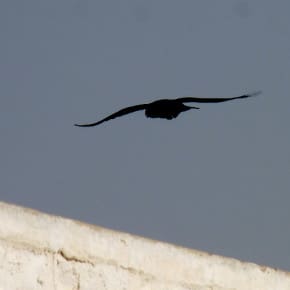 The Common Raven (Corvus corax subcorax) floated in the air like a great black kite