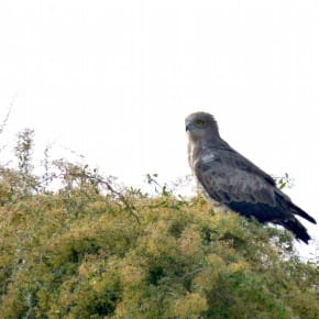 A Short-Toed Snake Eagle surveys its domain