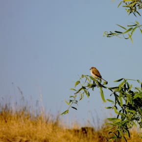 A solitary Indian Silverbill waits to join its flock