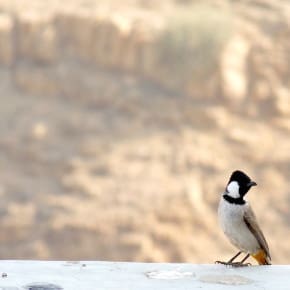 The adorable and daring White-eared Bulbul