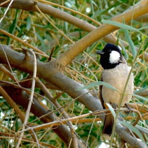 This White-eared Bulbul boldly went where no bulbuls would dare to go - to the basket of raisins