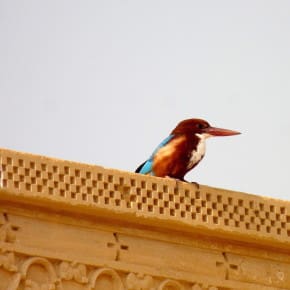 A White-throated Kingfisher takes advantage of nearby water bodies