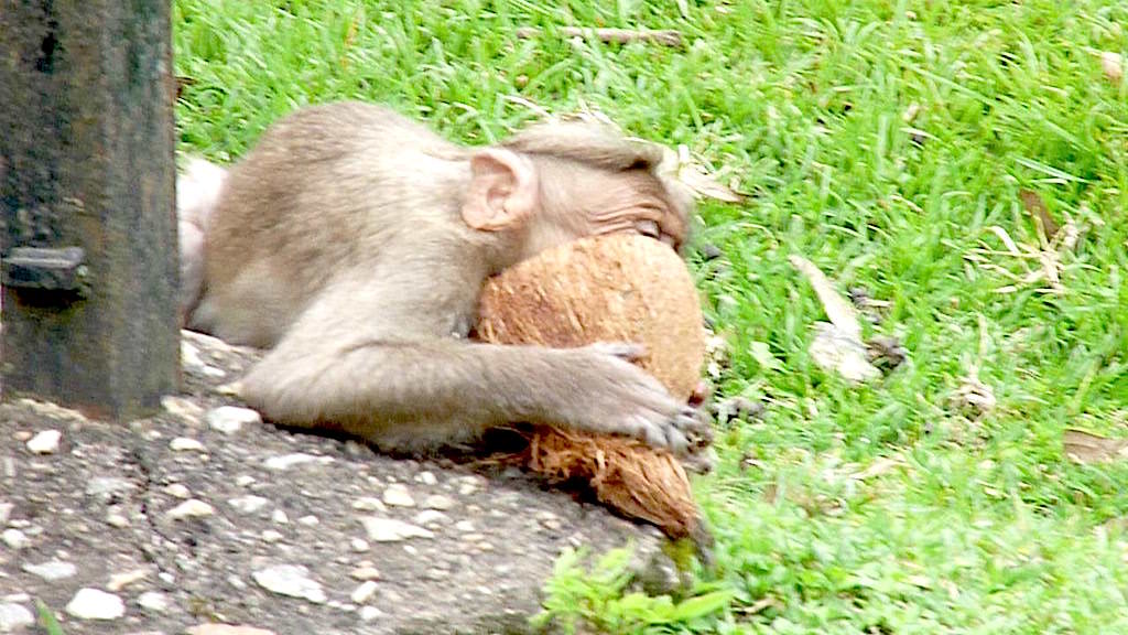 An A-1 Nut Job, this. A bonnet macaque enjoys a coconut