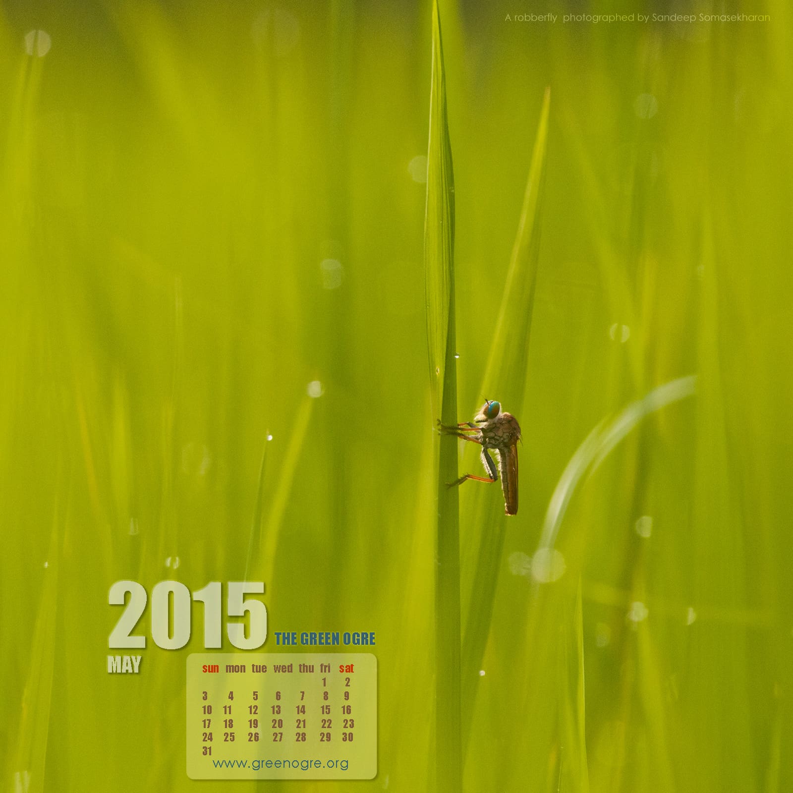 Download the May 2015 wallpaper for your iPad screen