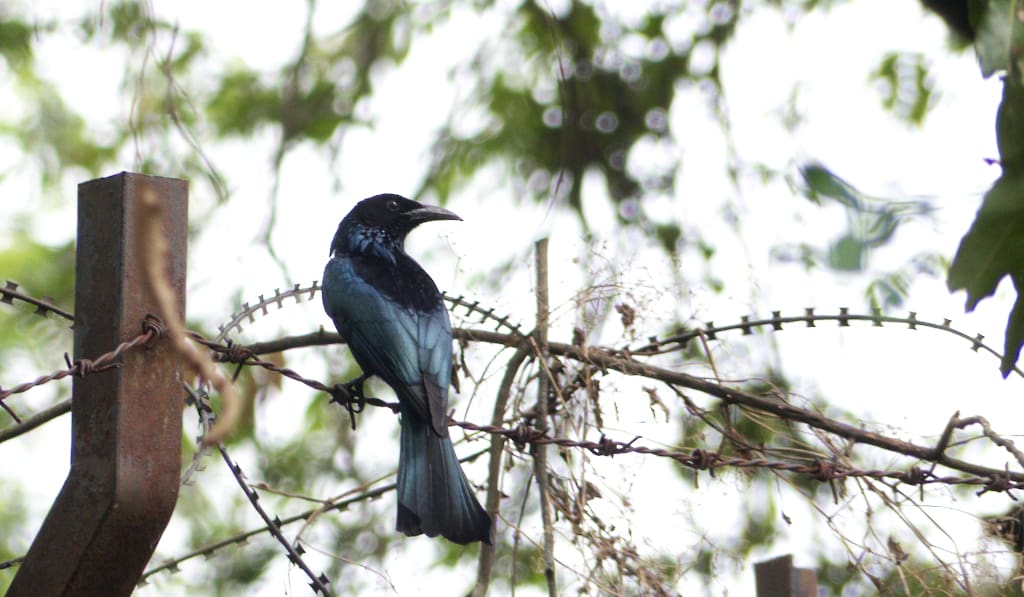 Note the bill - like a crow's. The Crow-billed Drongo is glossy black with a broad tail, less forked than the Black Drongo's