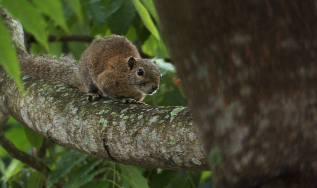 The Hoary-bellied Squirrel occurs abundantly in the forests of the Dooars up to about 1500 m in the Himalaya