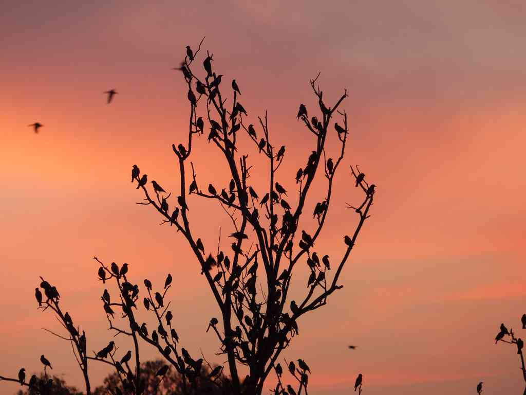 Winter Birding - Seasonal migrants like Rosy Starlings add some panache