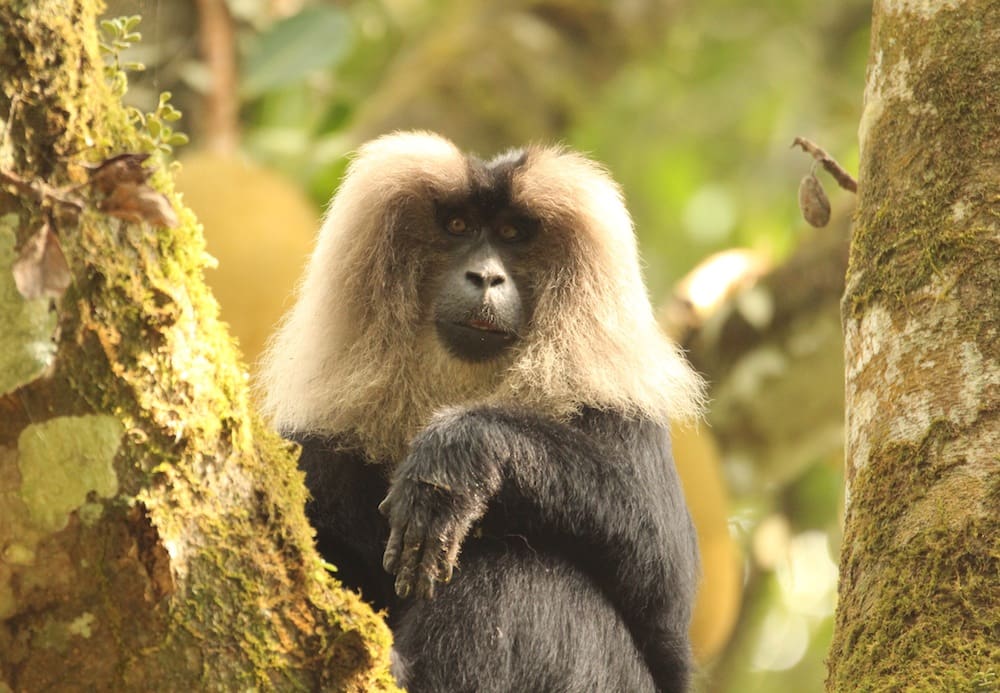 Lion-tailed Macaque in Valparai