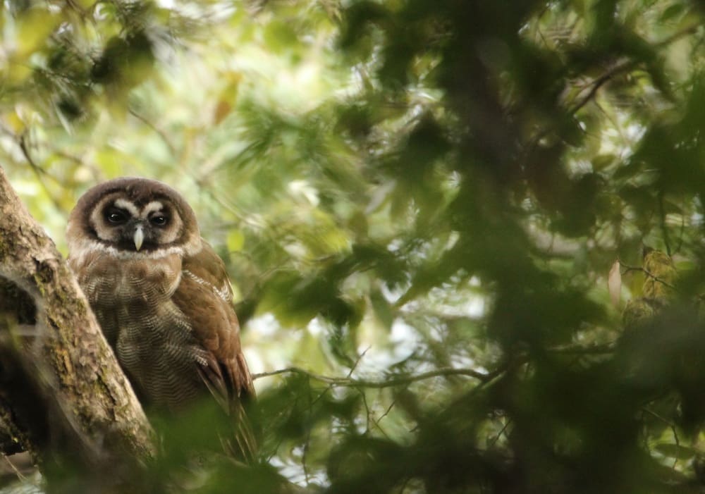 Brown Wood Owl in Pangot
