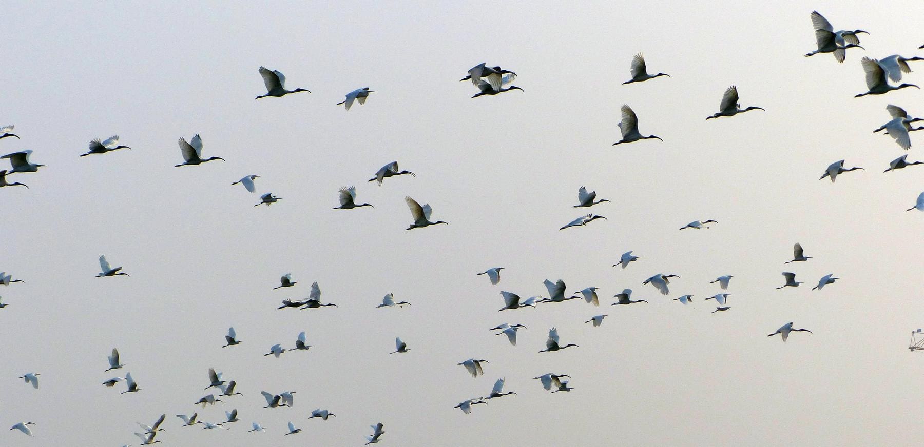 Kasavanahalli Lake Winter Birding 2018