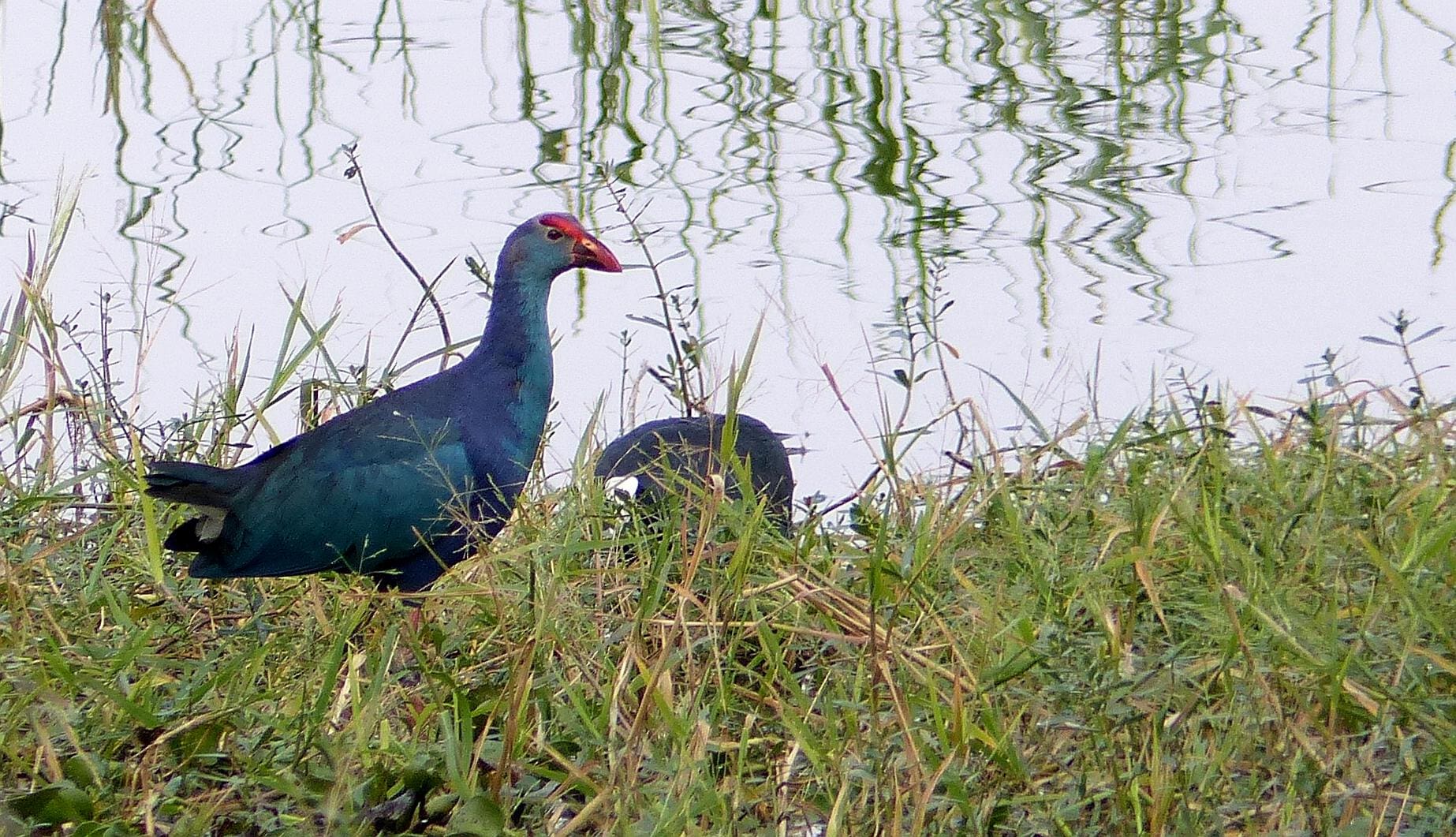 Kasavanahalli Lake Winter Birding 2018