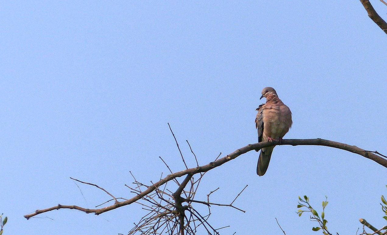 Kasavanahalli Lake Birding 2018