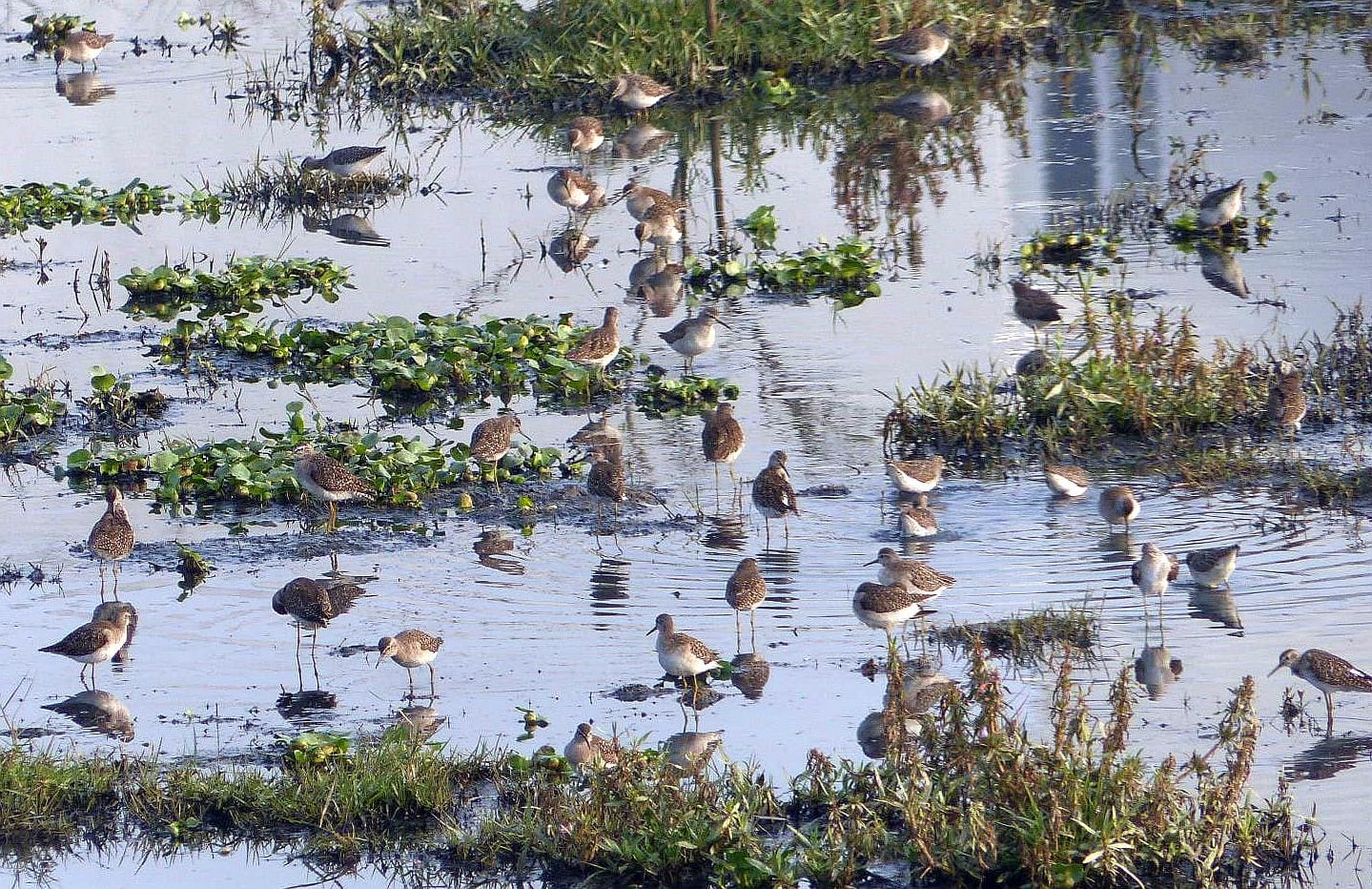 Kasavanahalli Lake Winter 2018 Birding