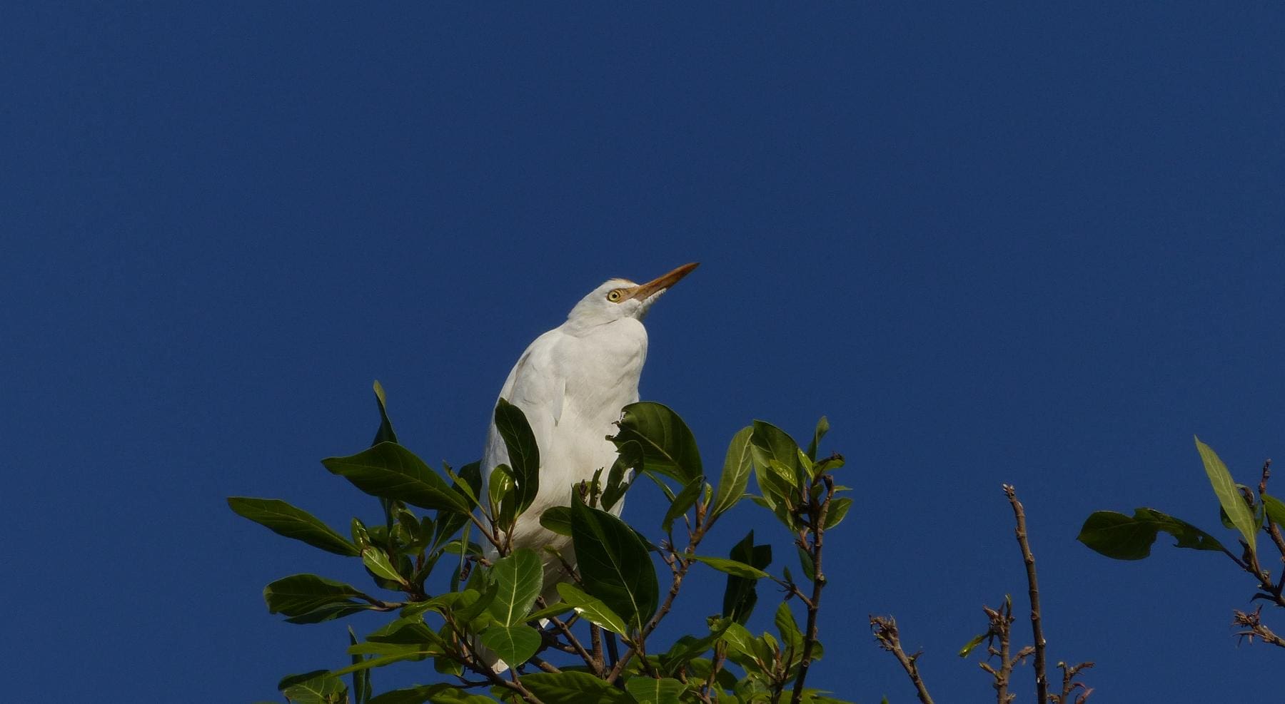 Kasavanahalli Lake Birding 2018