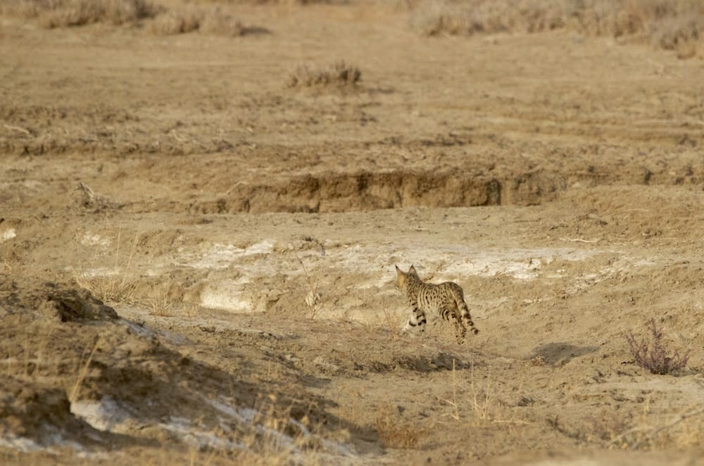Desert Cat in Banni, Kutch