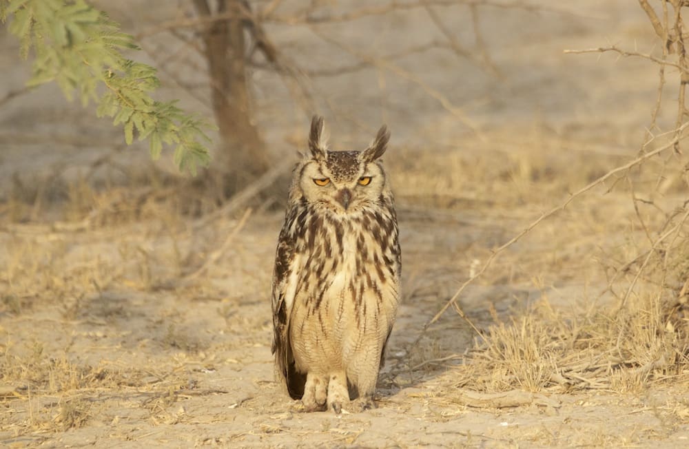 Rock Eagle Owl in Kutch