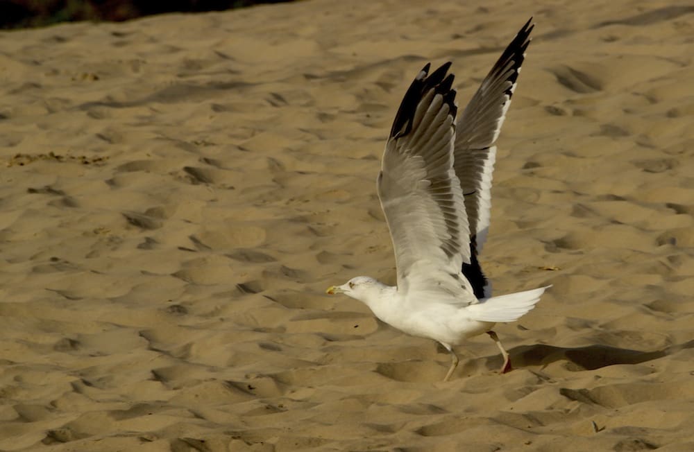 Heuglin's Gull in coastal Kutch