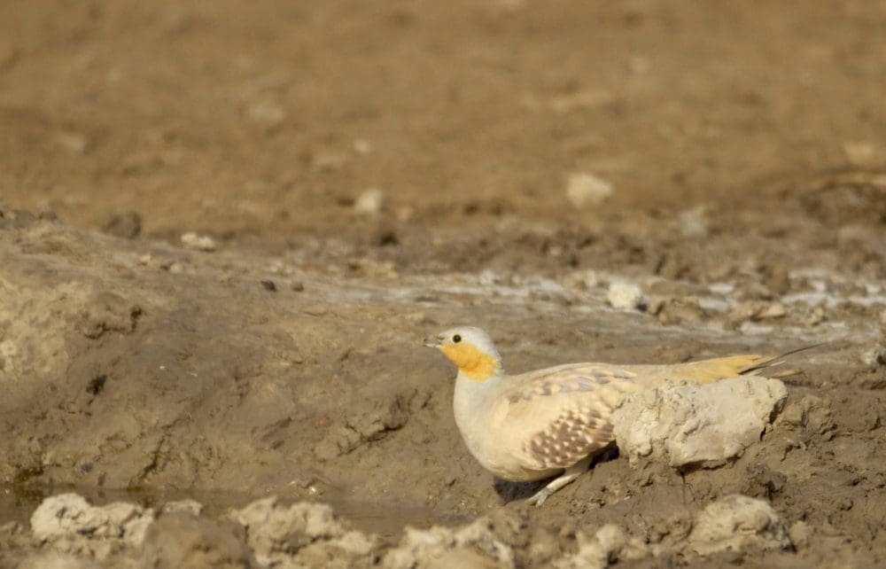 Spotted Sandgrouse in Kutch