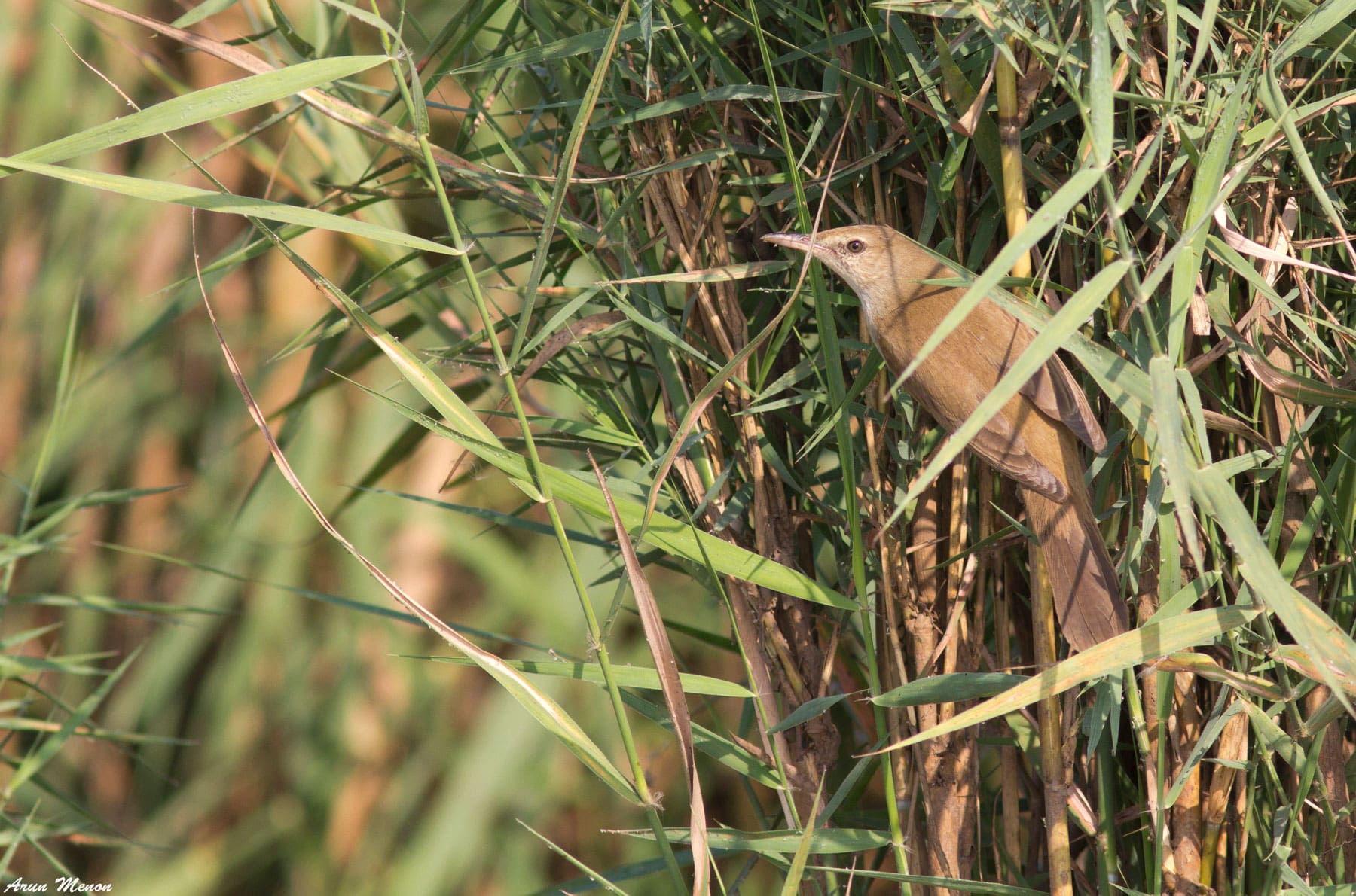 Clamorous Reed-Warbler at Mangalajodi