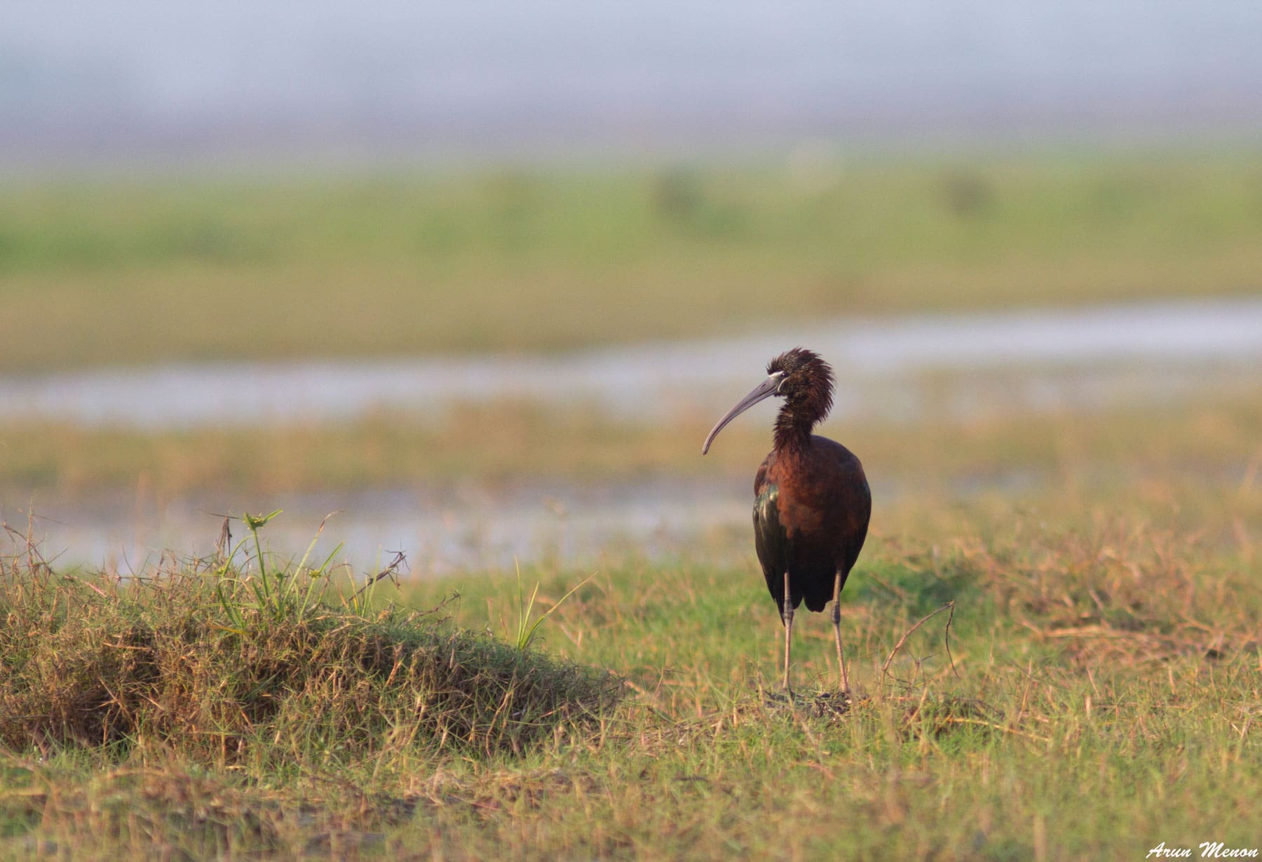 Glossy Ibis at Mangalajodi