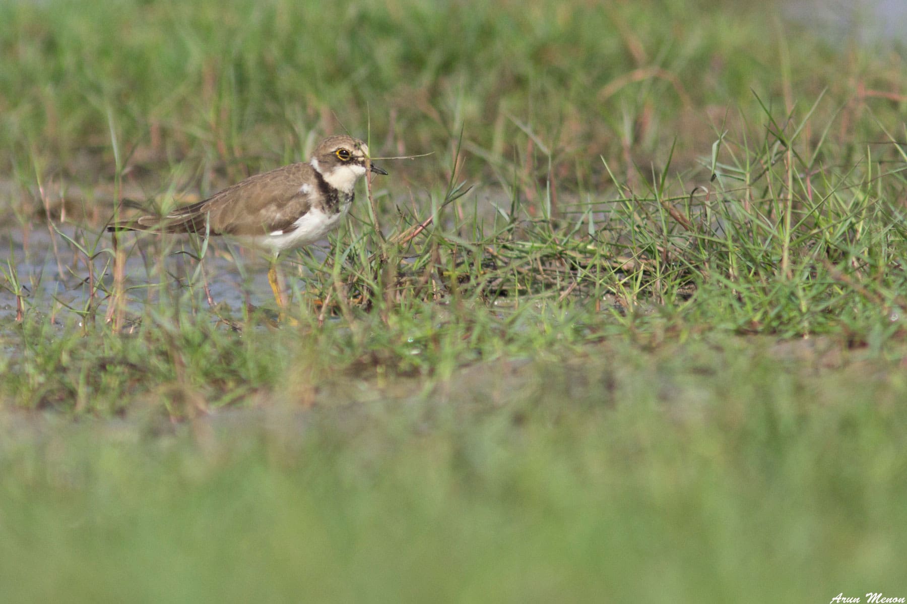 Little Ringed Plover at Mangalajodi