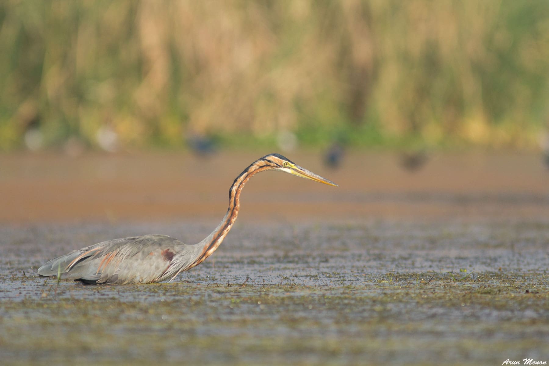 A Purple Heron patrols the marsh at Mangalajodi