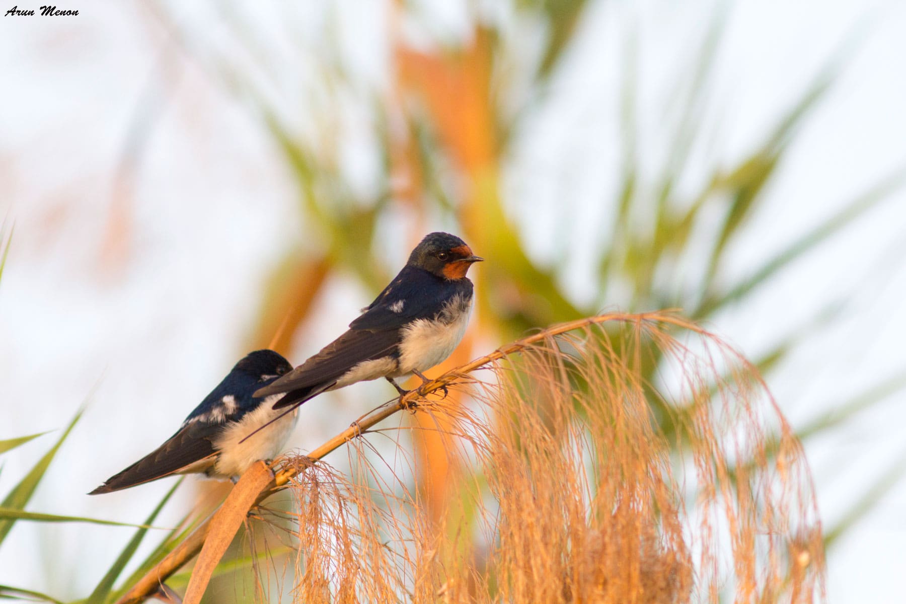 Barn Swallows at Mangalajodi