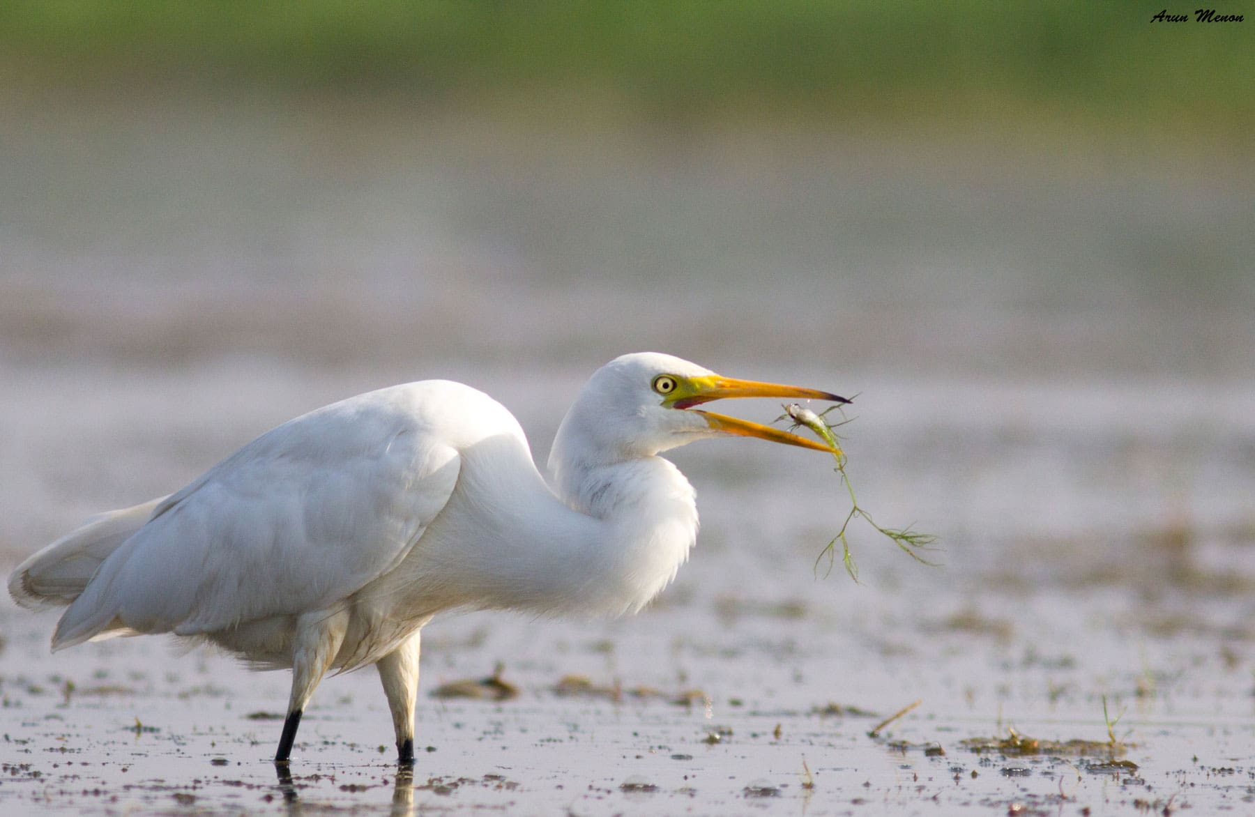A Great Egret tosses a fish at Mangalajodi