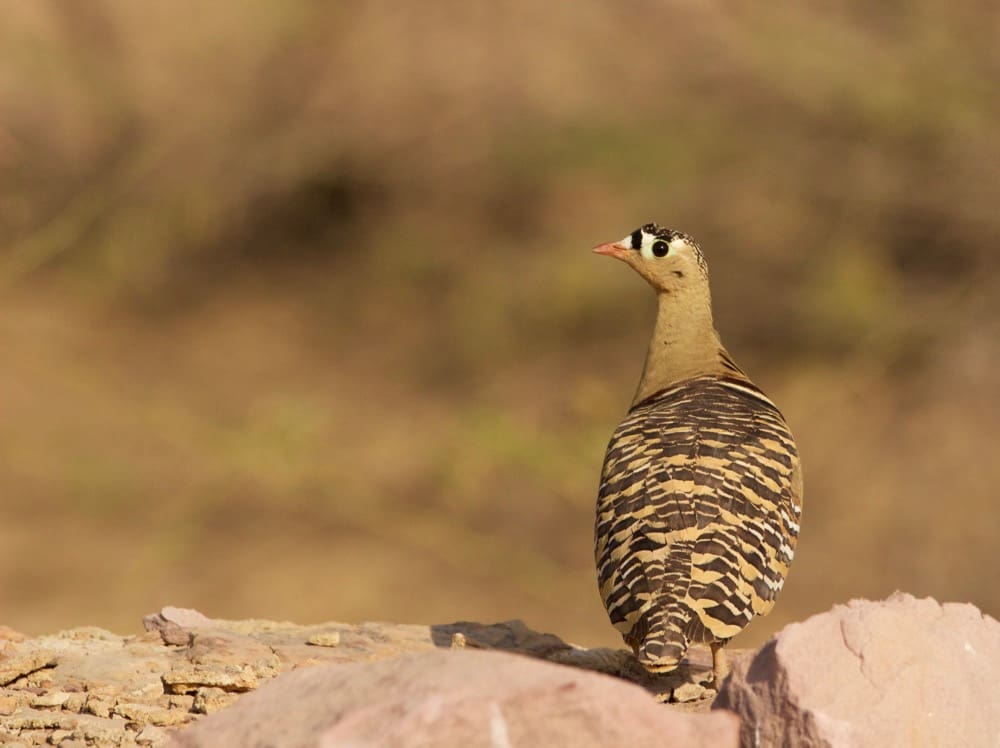 A male Painted Sandgrouse in Banni grasslands of Kutch