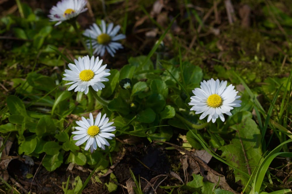Spring comes to the Netherlands - A burst of daisies