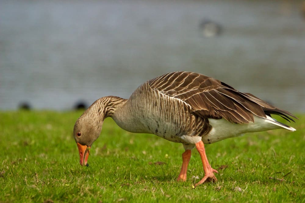 Spring comes to the Netherlands - Greylag Goose