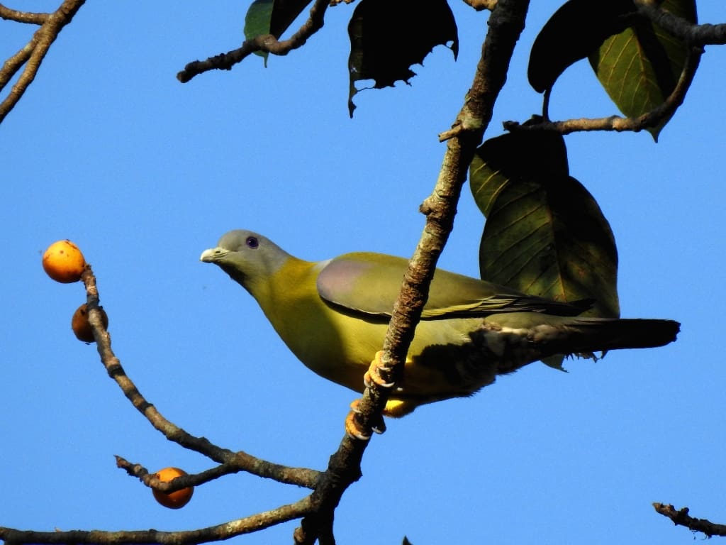 Yellow-footed Green Pigeon at Dandeli