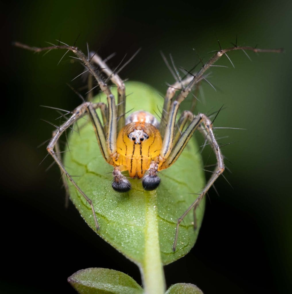 Macro Photography Lynx Spider