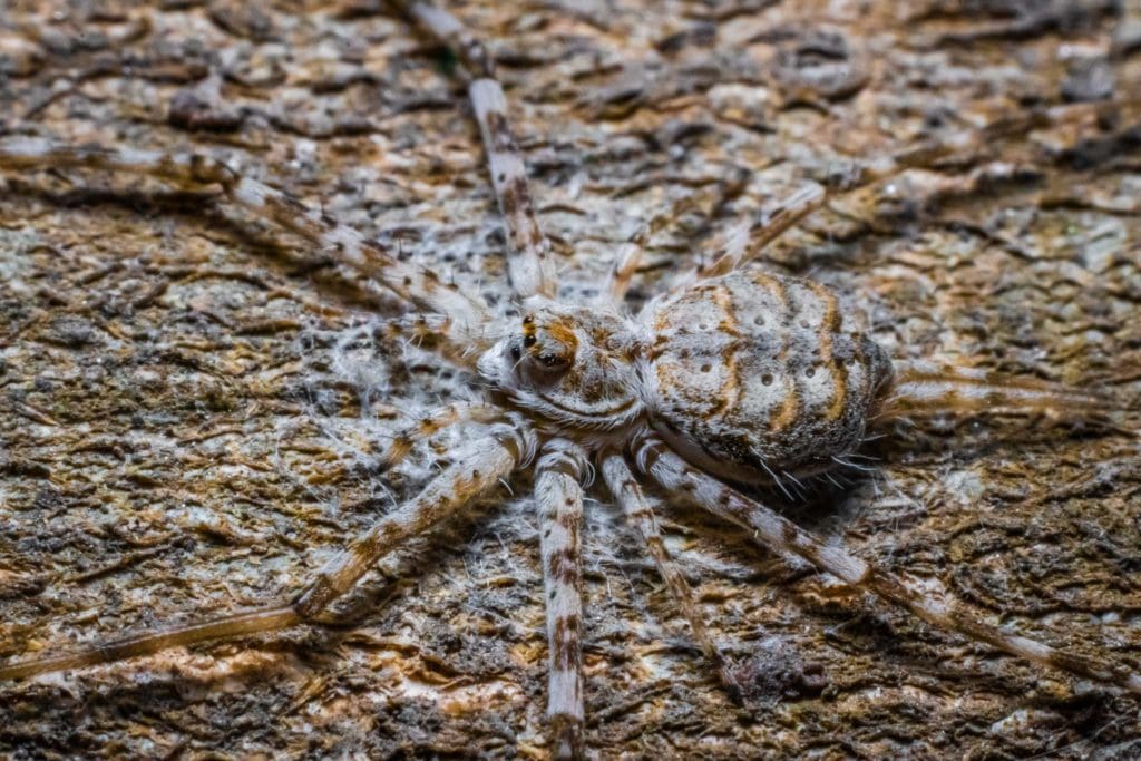 Macro Photography Two-tailed Spider
