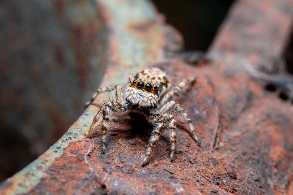 Macro photography Spiders Arachnids Bangalore