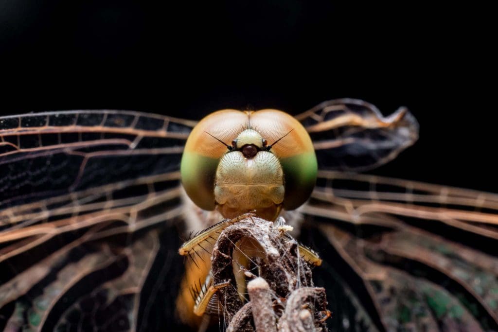 Macro photography dragonfly