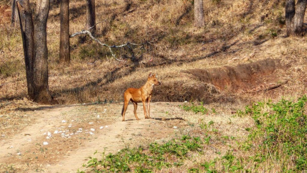 Dhole scout at Kabini